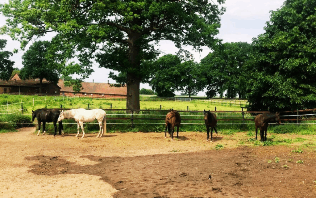 authentische begegnung winsight horse coaching